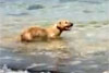 Cão mergulha no mar, ataca e expulsa tubarões a mordidas; veja o vídeo (Reprodução)