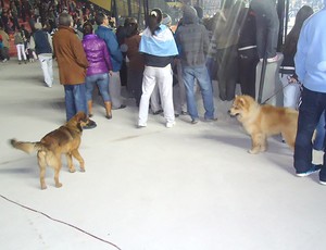 Treino Argentina cachorros (Foto: Marcos Felipe / Globoesporte.com)