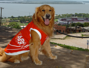 Bjorn Borg cachorro da raça golden retriever roupa internacional (Foto: Agência Clic RBS)