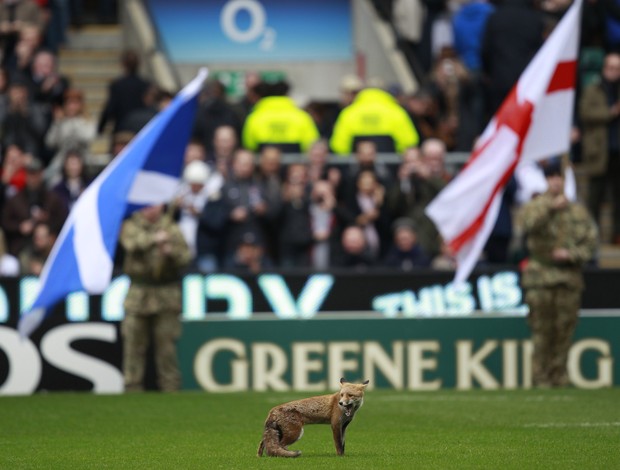 Raposa invade jogo de rugby inglaterra e escocia (Foto: Reuters)