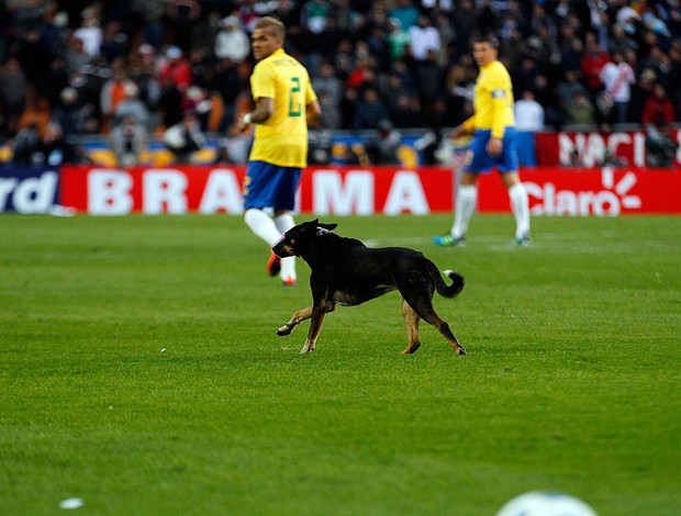 cachorro venezuela brasil copa américa (Foto: Agência Reuters)