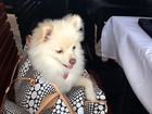 Zilu Camargo posta foto de seu cãozinho dentro de bolsa: 'Meu bebê'