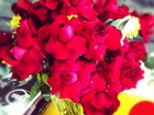 Giovanna Ewbank ganha rosas de Gagliasso e se declara: 'Te amo'
