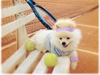 Cachorro de Karina Bacchi aparece vestido com roupa de tenista