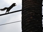 Foto registra esquilo sobre cabos de energia nos Estados Unidos