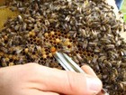 Abelha rainha promíscua gera colônia mais saudável, diz pesquisa