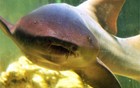 Fêmea de tubarão lixa é achada morta (Silvino Pinto/Divulgação)