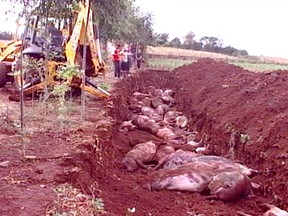 Porcos são atingidos por raio em Humaitá, RS  (Foto: Reprodução/RBS TV)