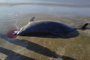 Boto é encontrado morto na 
praia do Cassino, no Litoral Sul  (Julieta Amaral/RBS TV)
