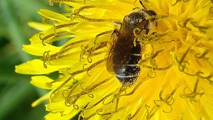 Ciclo de polinização das abelhas e flores tem se adiantado conforme fica mais quente  (Foto: Cortesia/ J.S. Ascher)
