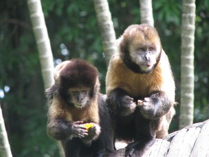 Macacos pregos e outros animais do zoológico recebem alimentação balanceada (Foto: Suziane Fonseca/Divulgação FZB-BH)