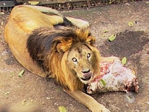 O zoológico onde morava o leão Simba, em MS, foi desativado. Após 6 anos de espera, ele deve ser transferido para SP. (Foto: Reprodução/TV Morena)