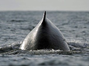 baleia-jubarte (Foto: Luis Robayo/AFP)