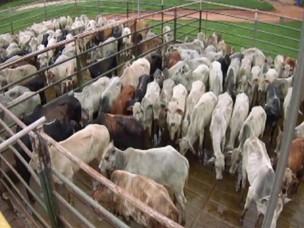 Após apreensão, 209 cabeças de gado foram para o abate (Foto: Reprodução/TV Morena)