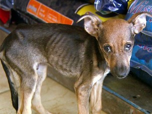 Animal com sinais de maus tratos encontrado em abatedouro clandestino em Campinas (Foto: Reprodução EPTV)