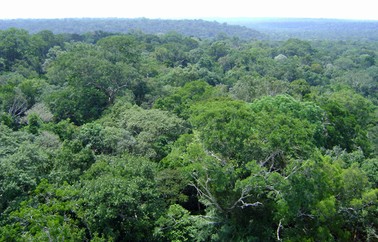 Floresta amazônica (Foto: Dennis Barbosa/Globo Natureza)