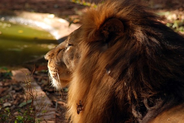 Leão solitário e depressivo está em zoológico desativado em Ivinhema (Foto: Divulgação/Ivinotícias)