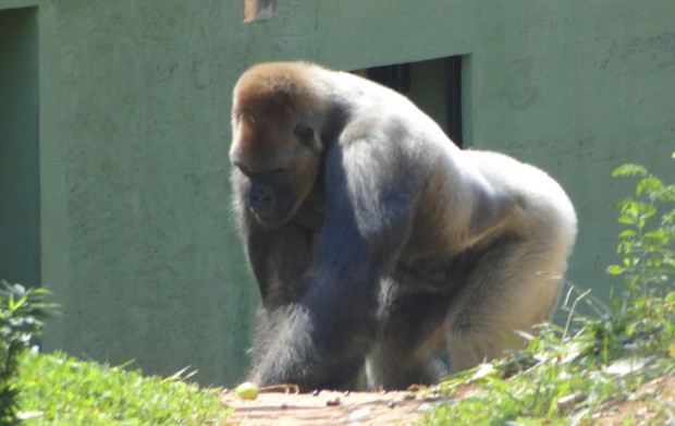 Gorila estava solteiro há 27 anos (Foto: Pedro Triginelli/G1)
