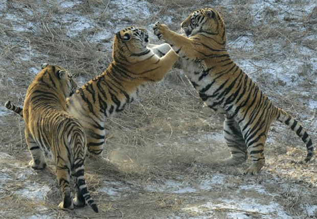 Alguns espécimes brigam entre eles durante a disputa pela galinha (Foto: Sheng Li/Reuters)