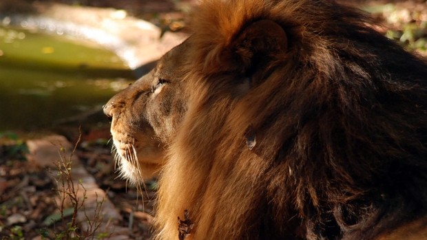 Leão solitário e depressivo está em zoológico desativado em Ivinhema (Foto: Divulgação/Ivinotícias)