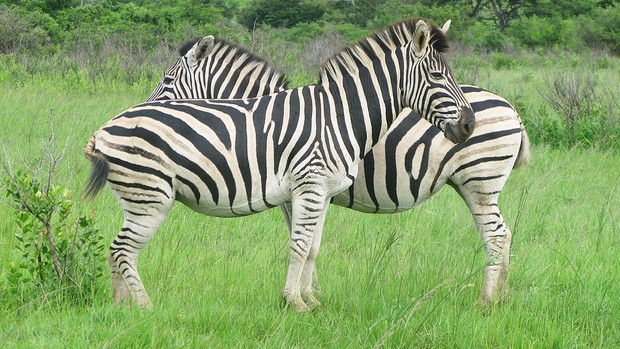 Zebra (Foto: Dennis Barbosa/G1)