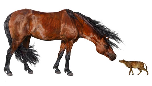 Primeiros cavalos tinham o tamanho de cachorros (Danielle Byerley, Museu de História Natural da Flórida)