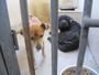 Dois dos cães de Bola morrem no centro de zoonoses de Belo Horizonte