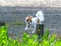 Cão da raça chiuaua passa em teste e entra para polícia japonesa