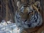 Biólogo luta por tigres na Rússia