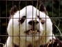 Panda gigante mais velho do mundo morre aos 34 anos na China