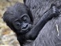 Briga mata primeiro bebê gorila do zoo de Londres em 20 anos