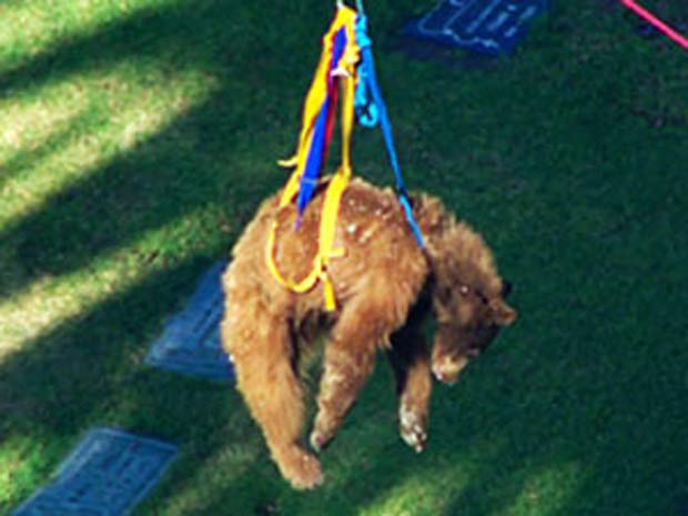 Urso foi resgatado de cima da árvore depois de três tranquilizantes.