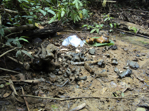 Foto tirada em 30 de abril por ativistas da rede de ONGs WWF 
mostra ossos de um rinoceronte-de-Java (Rhinoceros sondaicus) morto 
dentro de um parque nacional no Vietnã.