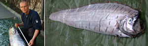 Peixe remo de 3,65 m é encontrado na Suécia  (AP)