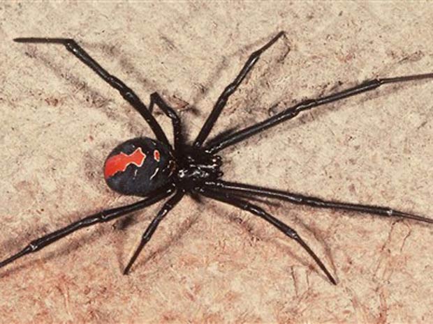 Turista canadense levou uma picada no pênis de uma aranha 'Katipo'.