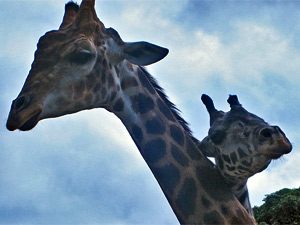 Casal de girafas