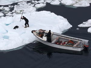 Caçador de focas canadense em ação na abertura da temporada de caça comercial 2010, em Newfoundland