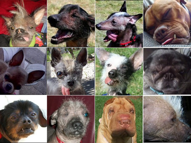 Concorrentes ao título de cachorro mais feio do mundo 2010