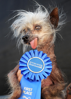 Miss Ellie foi uma das favoritas no concurso de cão mais feio do mundo de 2009