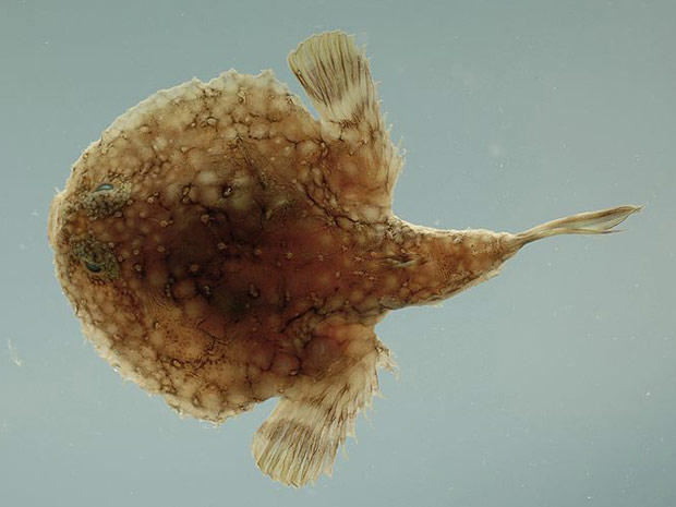 Duas espécies do peixe-panqueca foram descobertas há seis 
meses e já correm risco de desaparecer.