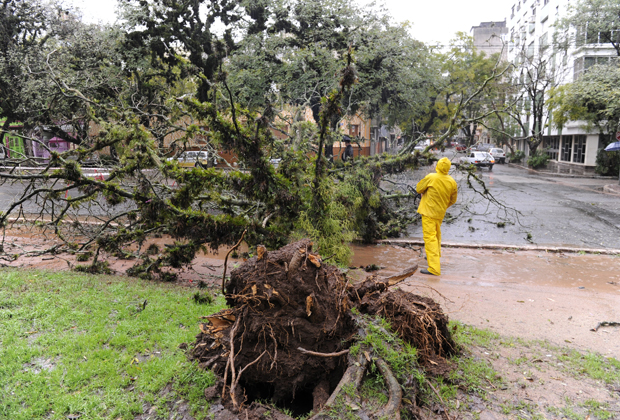 Vento forte derruba árvore em Porto Alegre