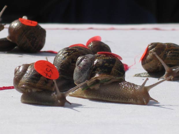 Mundial de corrida de caracol foi disputado no sábado no Reino Unido.