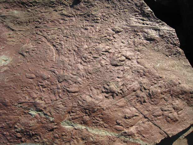 Pegadas de ancestrais de répteis descobertas no Canadá.