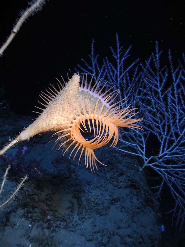 Espécie de anêmona presente nas águas do Golfo do México a 
1,5 mil metros de profundidade.
