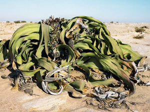'Welwitschia mirabilis', una especie de solo dos hojas que estuvo expuesta a tormentas de arena en Namibia.