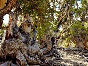 Pinos en las montañas de California, con una antigüedad estimada de hasta 5.000 años.