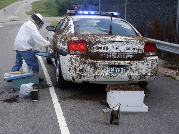 Abelhas atacam carro policial na Carolina do Norte.