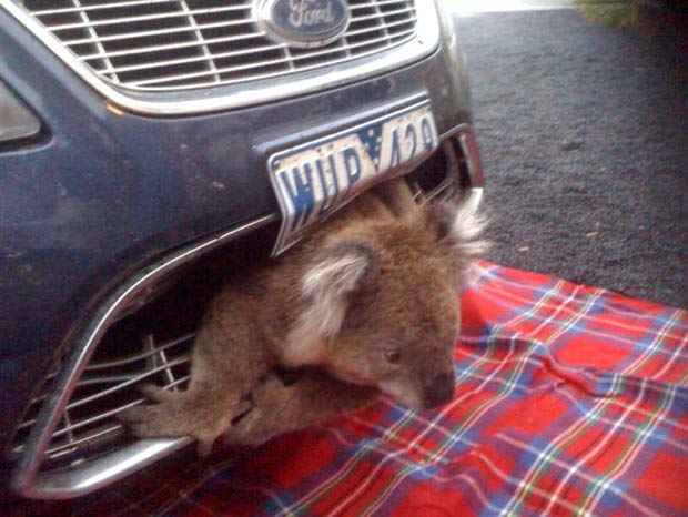 Marsupial não sofreu nenhum ferimento e foi solto no mesmo dia.