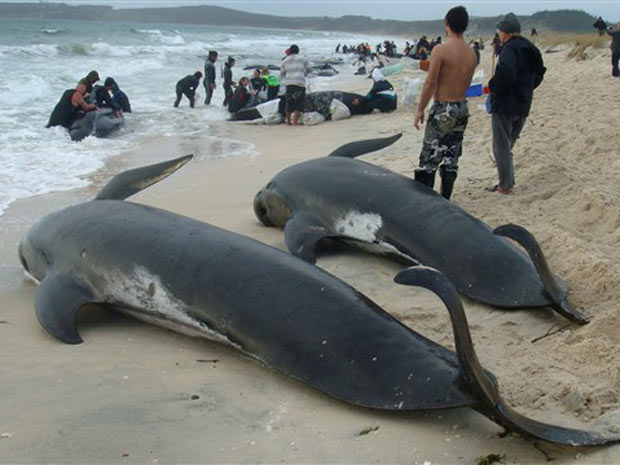 Baleias-piloto mortas em praia de Karikari, no norte da Nova 
Zelândia. Cinquenta e oito animais morreram e outros 15 estão atolados 
no local.