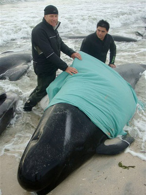 Equipes de voluntários trabalham no local para salvar cetáceos.